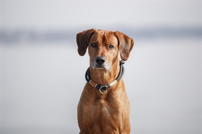 Trixie Be Nordic Half-Slip Halsband Hond Zwart/Zand 50x1,3 cm