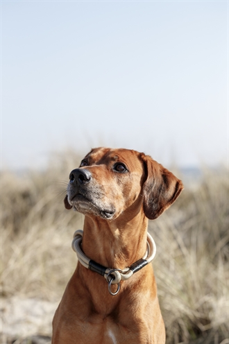Trixie Be Nordic Half-Slip Halsband Hond Zand/Zwart 55x1,3 cm