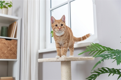 Trixie Krabpaal Baena Beige 69 cm met sisal