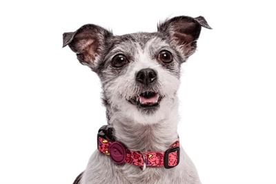 Morso Halsband Hond Roze 43-70x2,5 CM Gerecycled