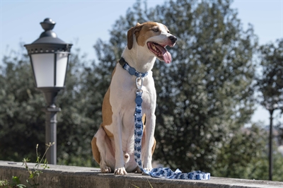Morso Halsband Hond Gerecycled Splash Blauw 30-42 cm