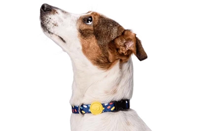 Morso Halsband Hond Gerecycled Paars 43-70x2,5 CM