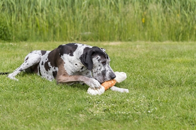 Trixie Dentafun Chicken Chewbot 500 GR Kauwsnack voor Honden