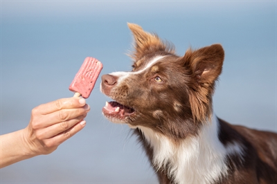 Trixie Ice Pop Hondensnack Rood 55 GR