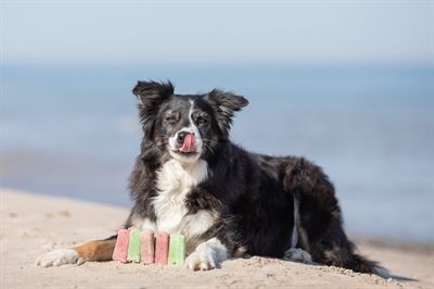 Trixie Ice Pop Hondensnack Kipsmaak 55 GR