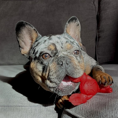 Nylabone Extreme Chew Lobster Filet Mignon Small <11 kg