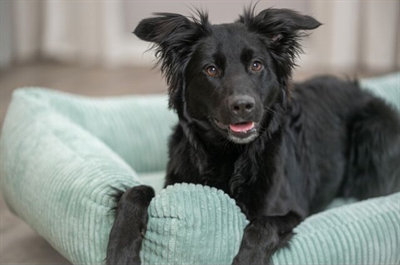 Trixie Hondenmand Vital Jonna 60x50 cm — Comfortabele rustplek voor je hond