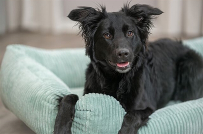 Trixie Hondenmand Vital Jonna 80x60 cm — Comfortabele rustplek voor je hond