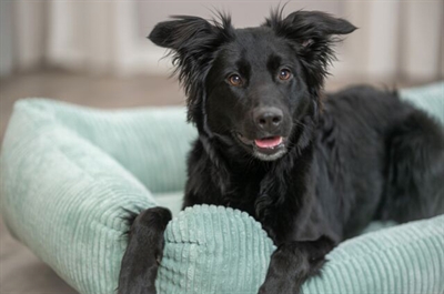 Trixie Hondenmand Vital Jonna 100x70 cm — Comfortabele rustplek voor je hond