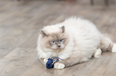 Trixie Zeedier Pluche Met Catnip 5-8 cm Assorti