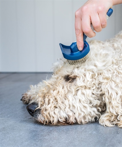 Mikki Doodle Grooming Kit met Kam en Slickerborstel