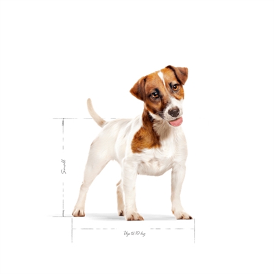 Royal Canin Mini Adult Droogvoer 2 KG voor kleine honden