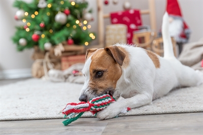 Trixie Xmas Flostouw Bonbon 24 cm hondenspeeltje