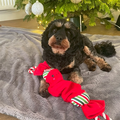 Happy Pet Top N Tail Ropee Kerstcracker Rood 50 cm
