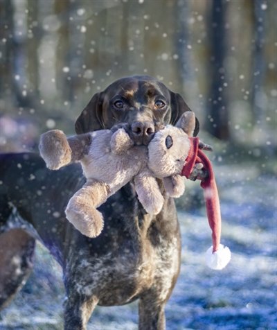Cupid & Comet Hondenknuffel Kerstbeer Brad 29x16 cm