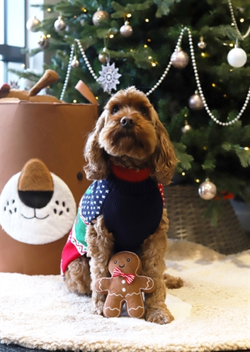 Cupid & Comet Kerstpakket voor Honden 50 cm met Trui, Speeltje en Snacks