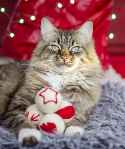 Cupid & Comet Wollen Ballen 4 Stuks voor Katten