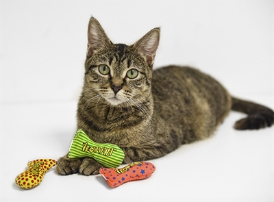 Yeowww Jug Of Stinkies 51 ST - Kattenspeeltjes met kattenkruid