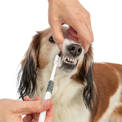 Trixie 3-koppige Tandenborstel voor Hond/Kat 18 CM Wit/Grijs
