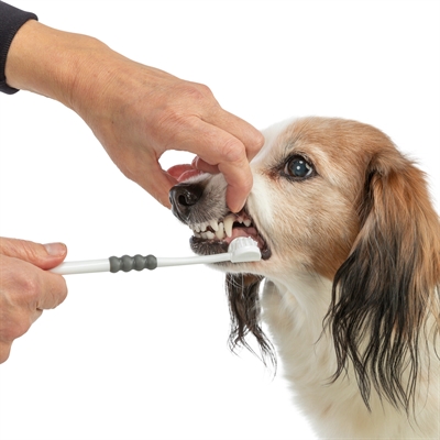 Trixie 3-koppige Tandenborstel voor Hond/Kat 18 CM Wit/Grijs