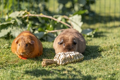 Trixie Wortel Gras Speeltje 20x6 cm voor Hamsters en Degoes