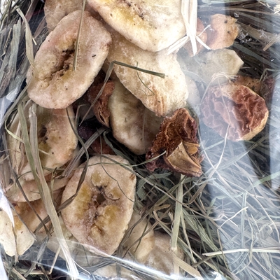 Excellent Kruidenhooi Banaan en Appel 500 GR voor knaagdieren