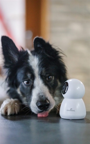 Numaxes Eyenimal Pet Vision Live HD Camera zonder geluiddetectie