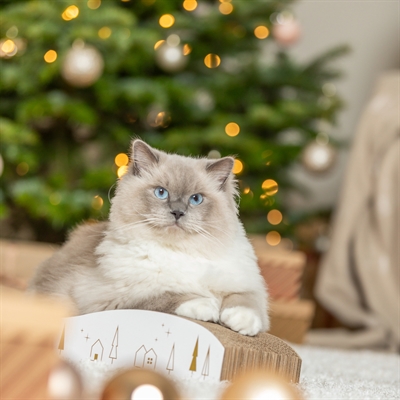 Trixie Xmas Krabplank Karton 43,5x20x8 CM