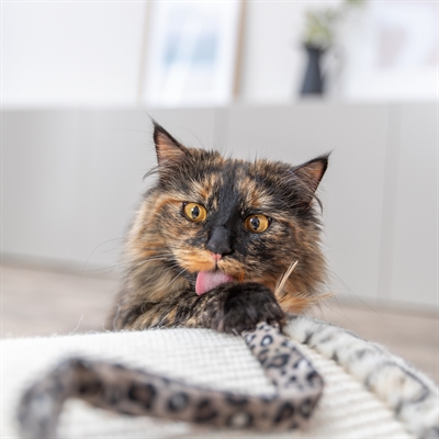 Trixie Kattenhengel Staart Panterprint 51 cm met Kattenkruid