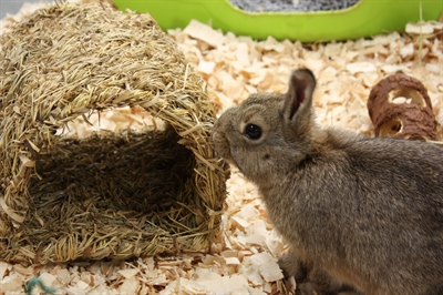 Happy Pet Grassy Tunnel 22x20x15 cm voor konijnen en knaagdieren