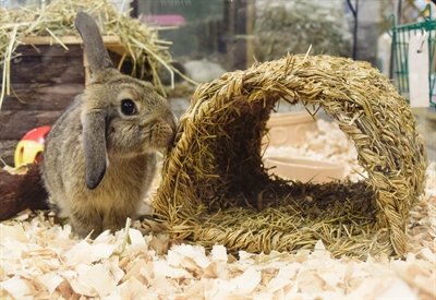 Happy Pet Grassy Tunnel 22x20x15 cm voor konijnen en knaagdieren