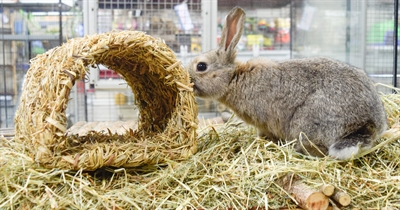 Happy Pet Grassy Tunnel 22x20x15 cm voor konijnen en knaagdieren