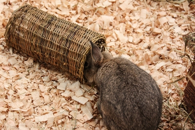 Happy Pet Wilgen Tunnel Small 27x13x13 CM