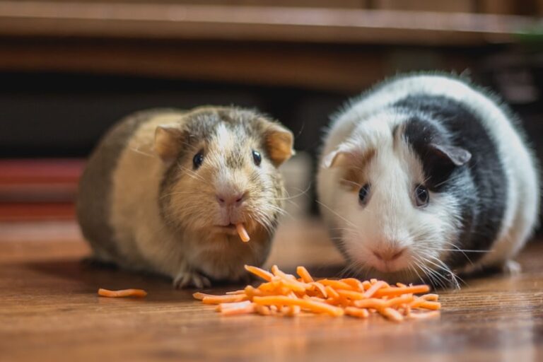 Cavia’s: sociale dieren die gezelschap nodig hebben