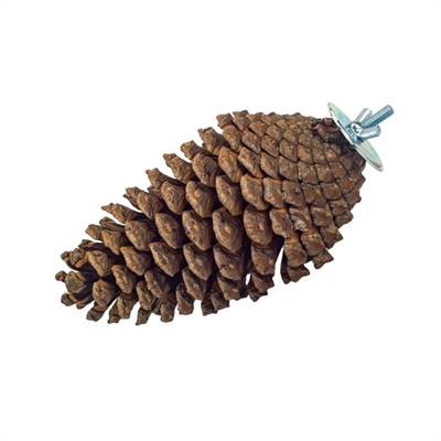 Back Zoo Nature Foerageer Dennenappel 15-20 cm