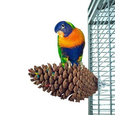 Back Zoo Nature Foerageer Dennenappel 15-20 cm