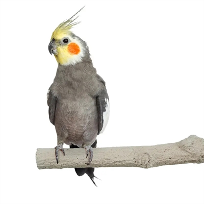 Back Zoo Nature Super Stone Perch 18x2,5 cm voor vogels