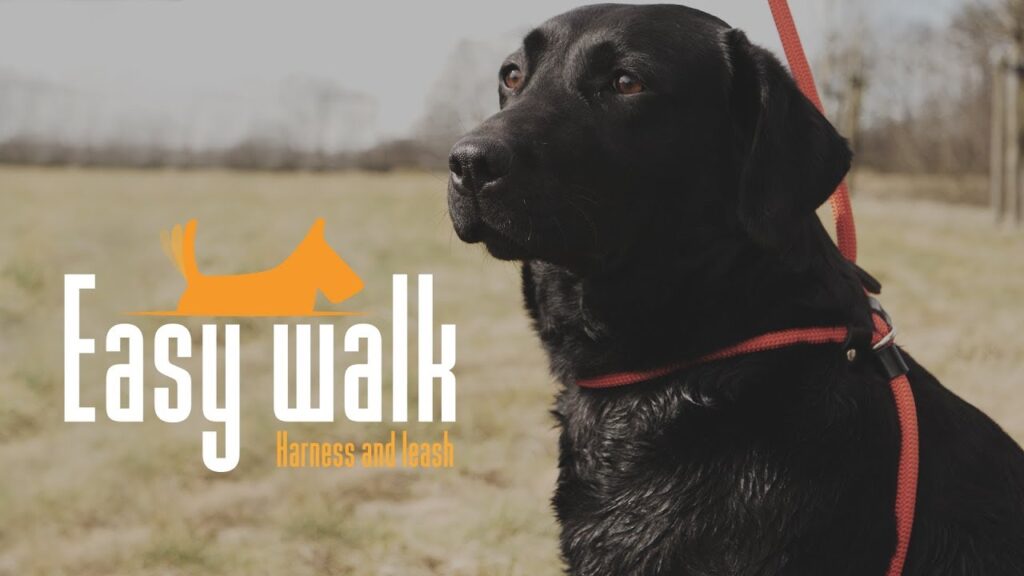 Easy Walk Schoudermodel Rood - Mini Tuigje en Riem in 1 - afbeelding 2