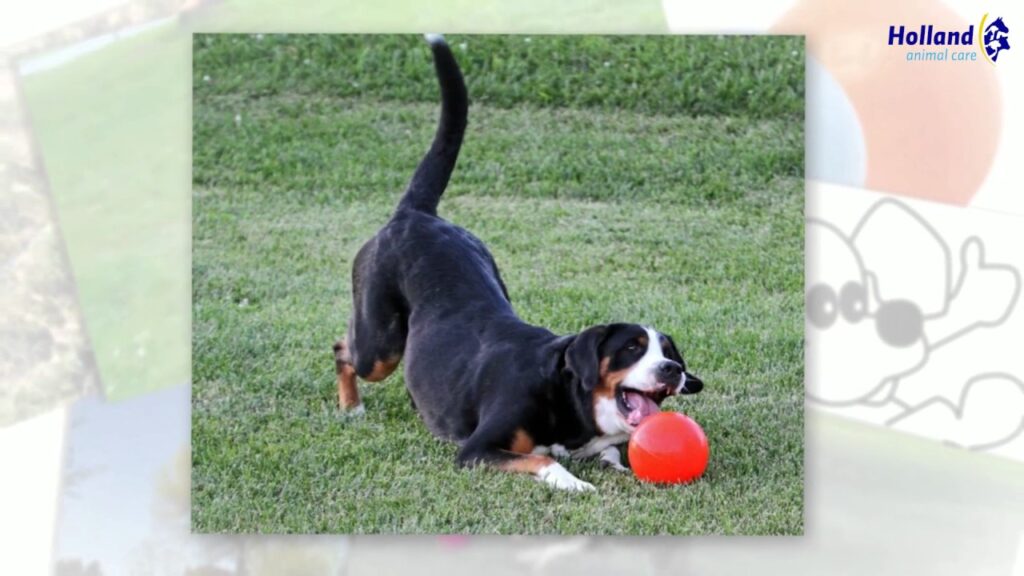 Jolly Bounce-n Play Lichtpaars L (20 cm) - Stuiterbal voor Honden - afbeelding 2