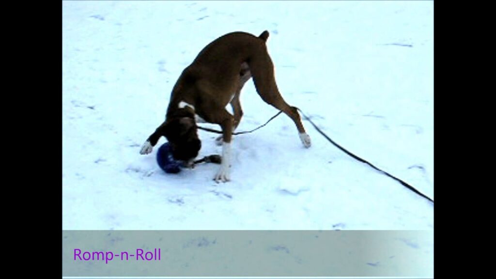 Jolly Pets Jolly Romp-n-Roll Vanille L (20 cm) - Speelgoed voor Honden - afbeelding 2