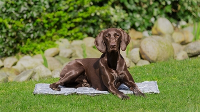Trixie Koelmat Soft Grijs 90x60 cm voor honden