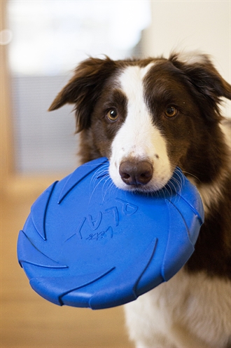 Battersea Foam Flyer Blauw 24x24 cm voor honden