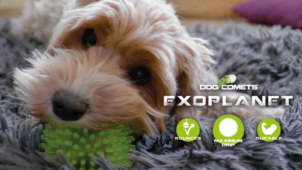 Dog Comets Exoplanet Egelbal M Oranje - Drijvend Hondenspeelgoed met Pieper - afbeelding 3