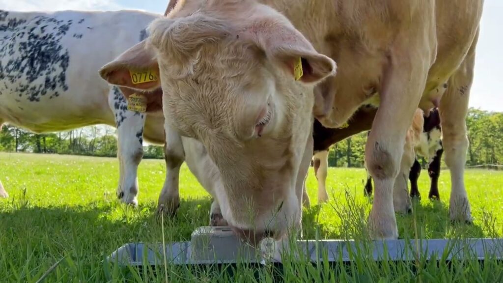 Excellent Salt Lick Parex 10 kg - Liksteen voor Runderen, Schapen en Geiten - afbeelding 2