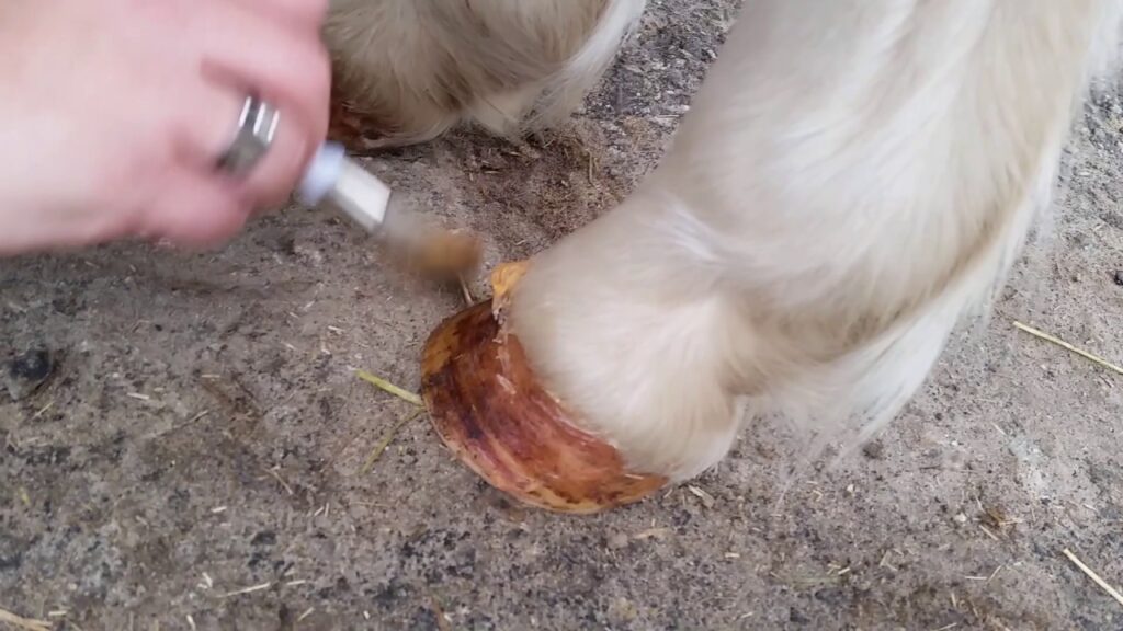 Excellent Horse Hoof Oil Gel 400 g - Hoefverzorging - afbeelding 2