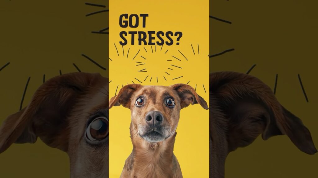 Excellent Pets No Stress Soft Chews 120 Treats voor Honden - afbeelding 2