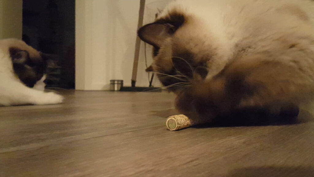 Addicted! Stick (2-Pack) - Kattenspeeltje met MADNIP - afbeelding 2
