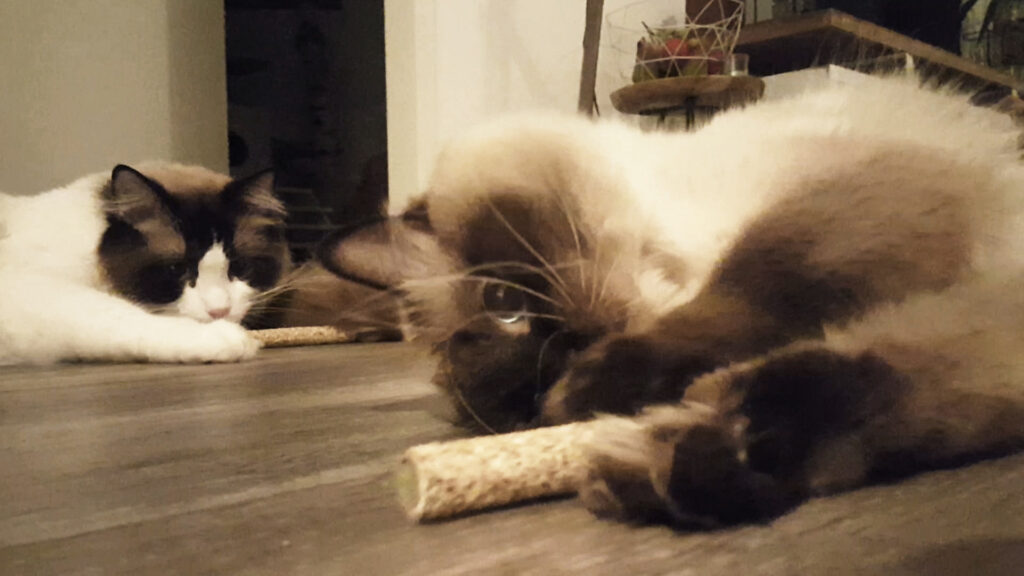 Addicted! Stick (2-Pack) - Kattenspeeltje met MADNIP - afbeelding 5