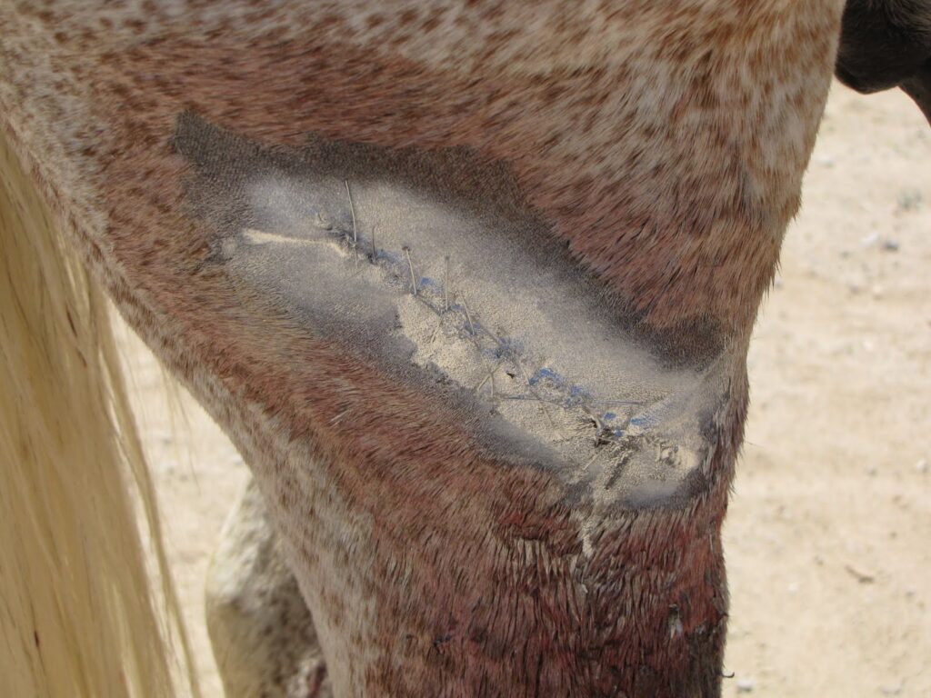 Excellent Aluminium Spray 200 ml - Huidverzorging voor Dieren - afbeelding 2