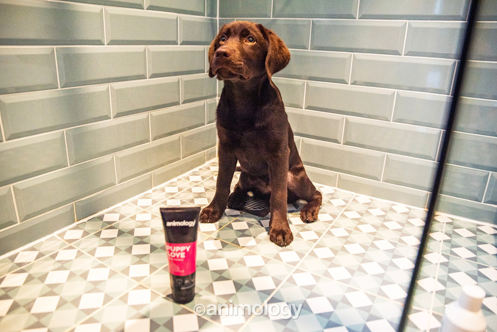 Animology Puppy Love Puppy Shampoo 250 ml - Milde shampoo voor puppy's - afbeelding 3